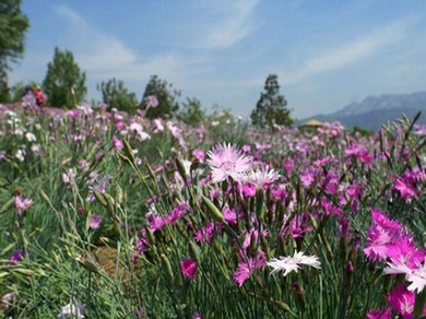 《秘密花园》免费阅读