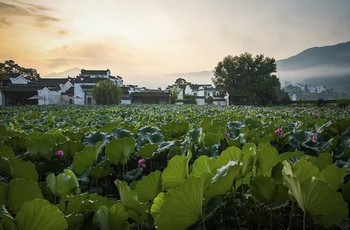 奇优影院手机免费电视剧